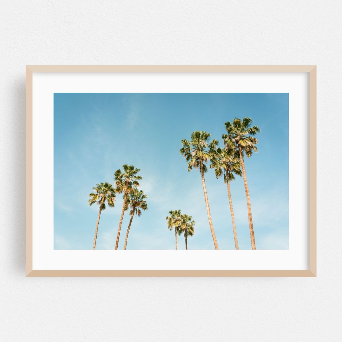 Palm Trees in Palm Springs 03 – image 1 of 6