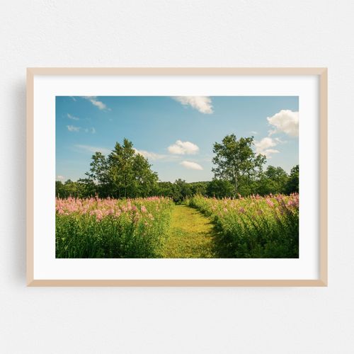 Wildflowers, Mount Greylock