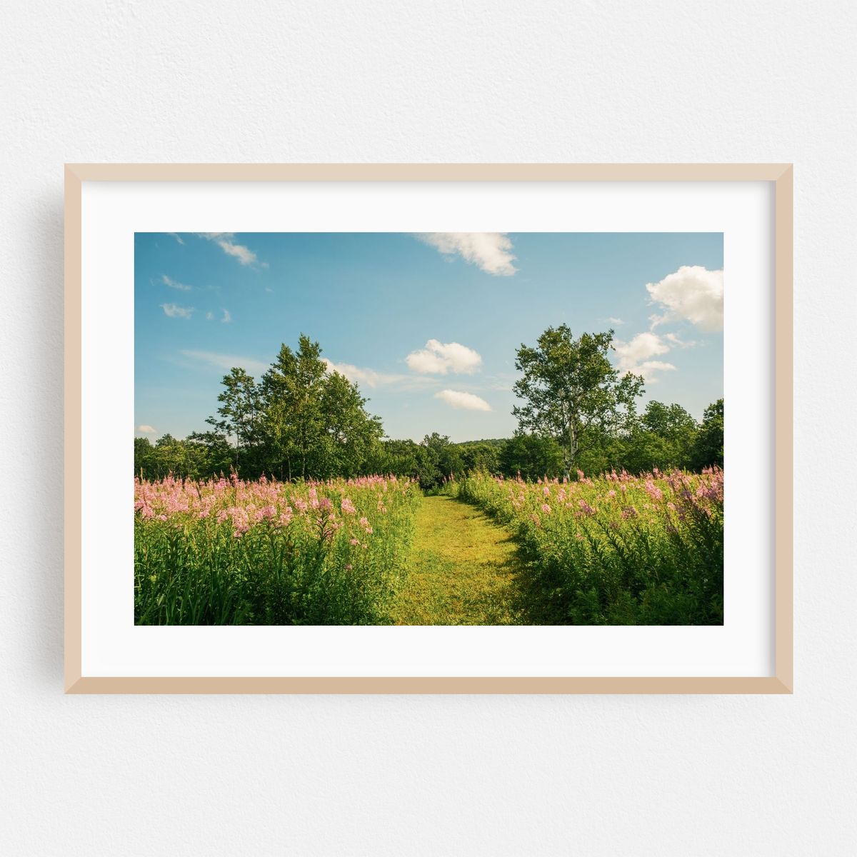 Wildflowers, Mount Greylock – image 1 of 6