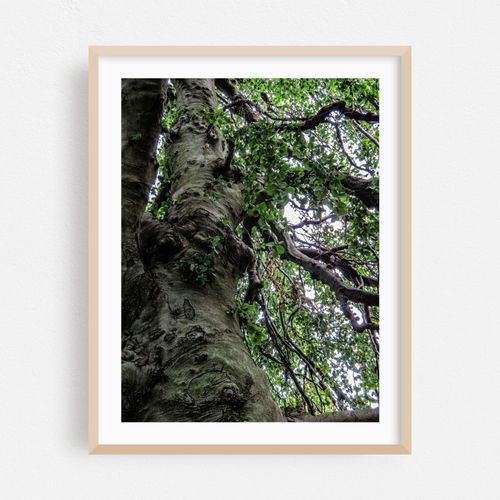 Through the Trees