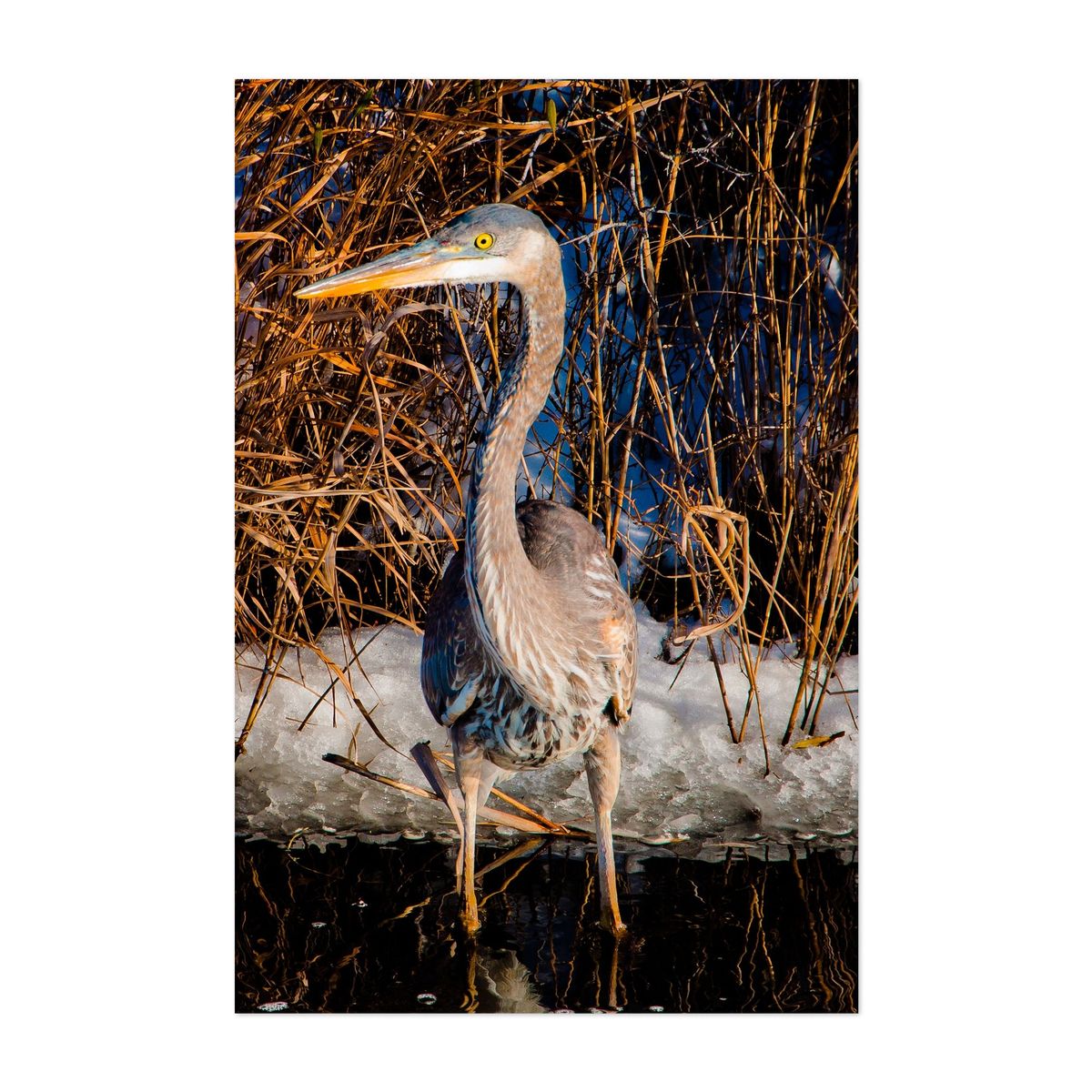 Heron, Assateague – image 1 of 2
