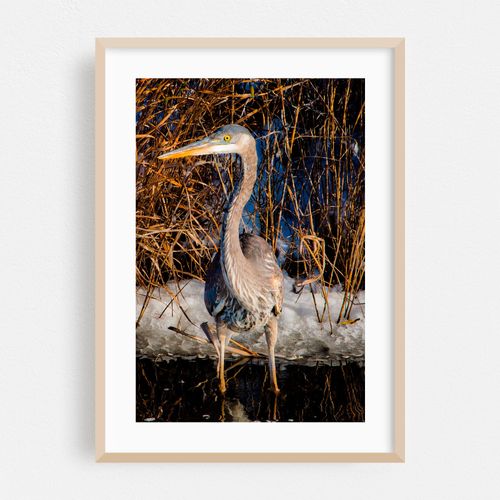 Heron, Assateague
