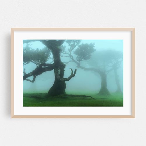The Valley of Lost Souls - Fanal Laurel Forest of Madeira Island 5