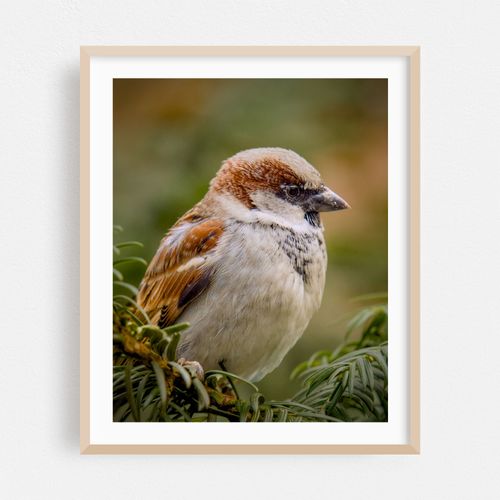 Serenity Sparrow 02