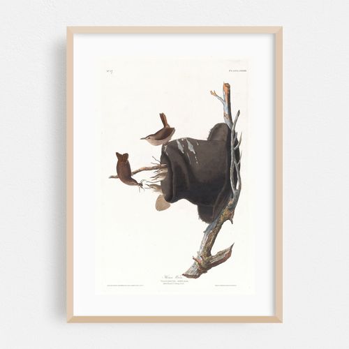 House wren (1827–1838)