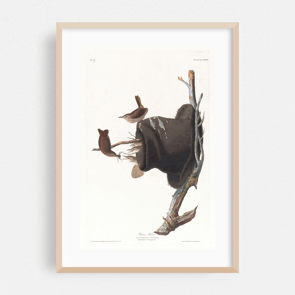 House wren (1827–1838) – image 1 of 16
