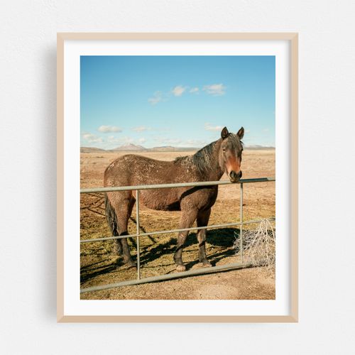 Horse in Seligman 02