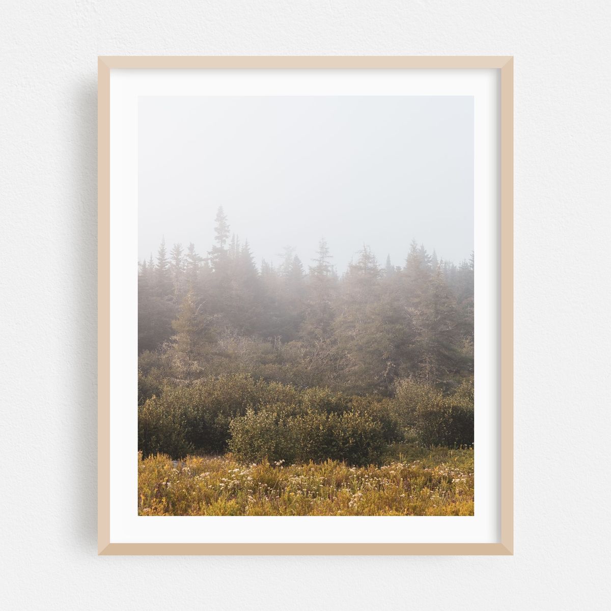 Pines in Mist, Cutler – image 1 of 12