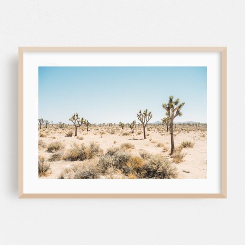 Joshua Tree