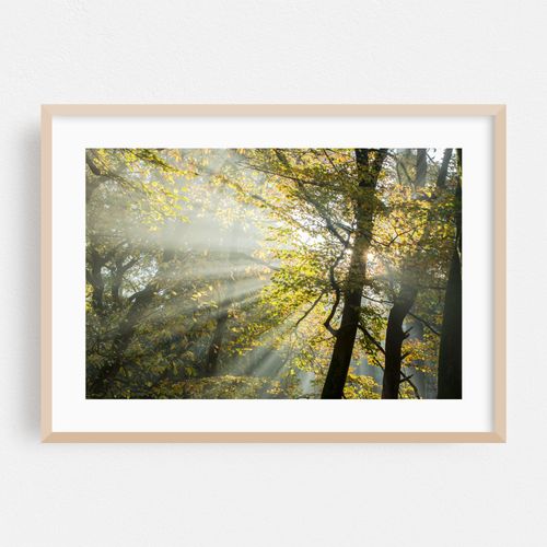 Autumn sun rays