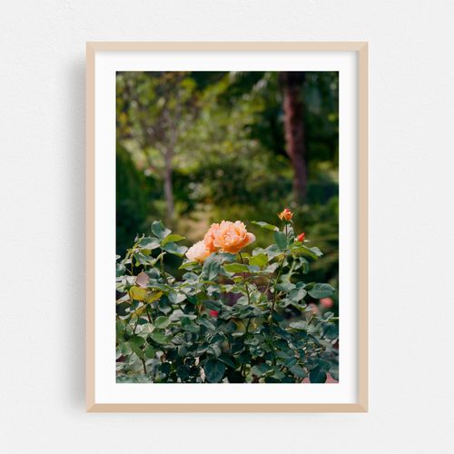 Portland Rose Garden III