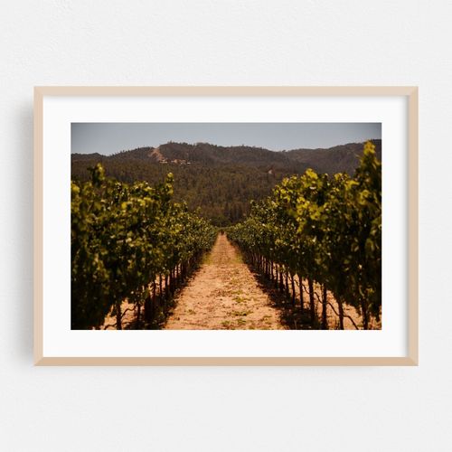 Napa Valley Vineyard