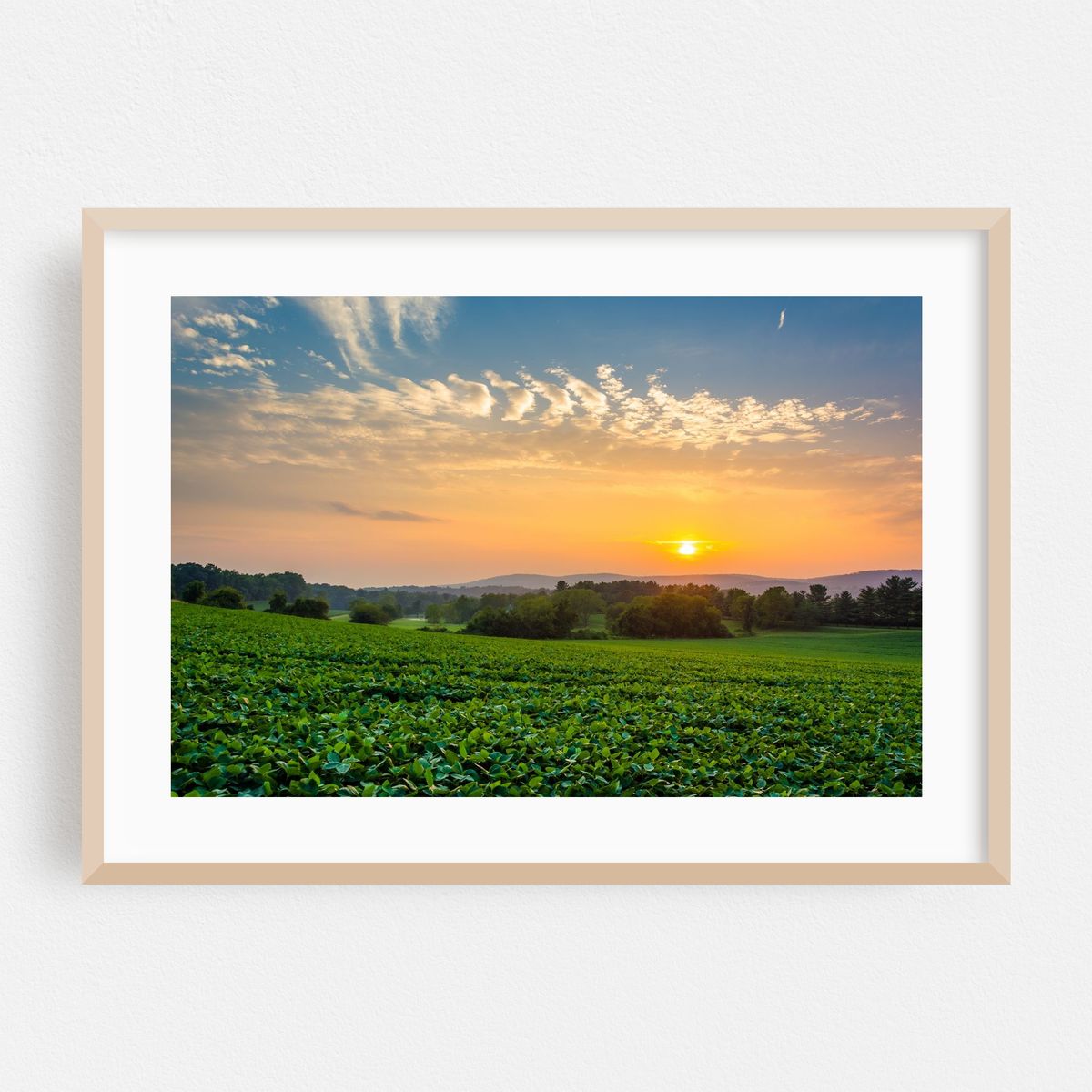 Spring Grove Sunset – image 1 of 6