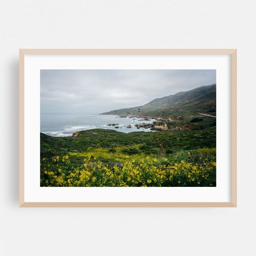 Flowers in Garrapata State Park