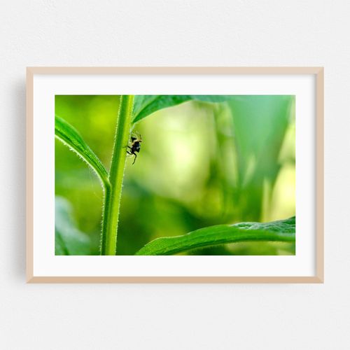 Spider on the Hunt 02
