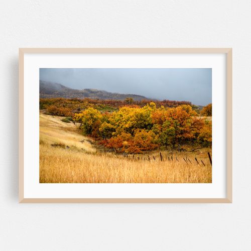 Colorado Fall Colors