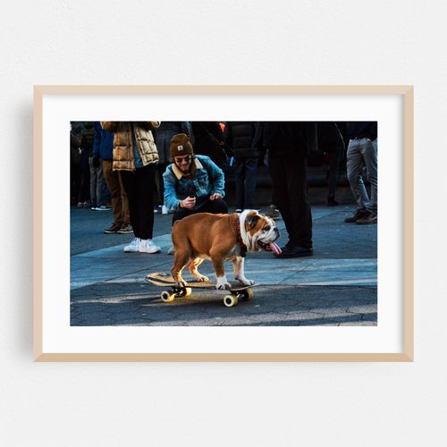 Bulldog on a Skateboard