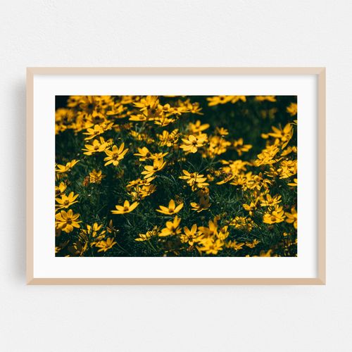 Yellow Flowers