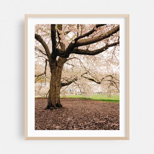 Cherry Blossoms, Central Park 05