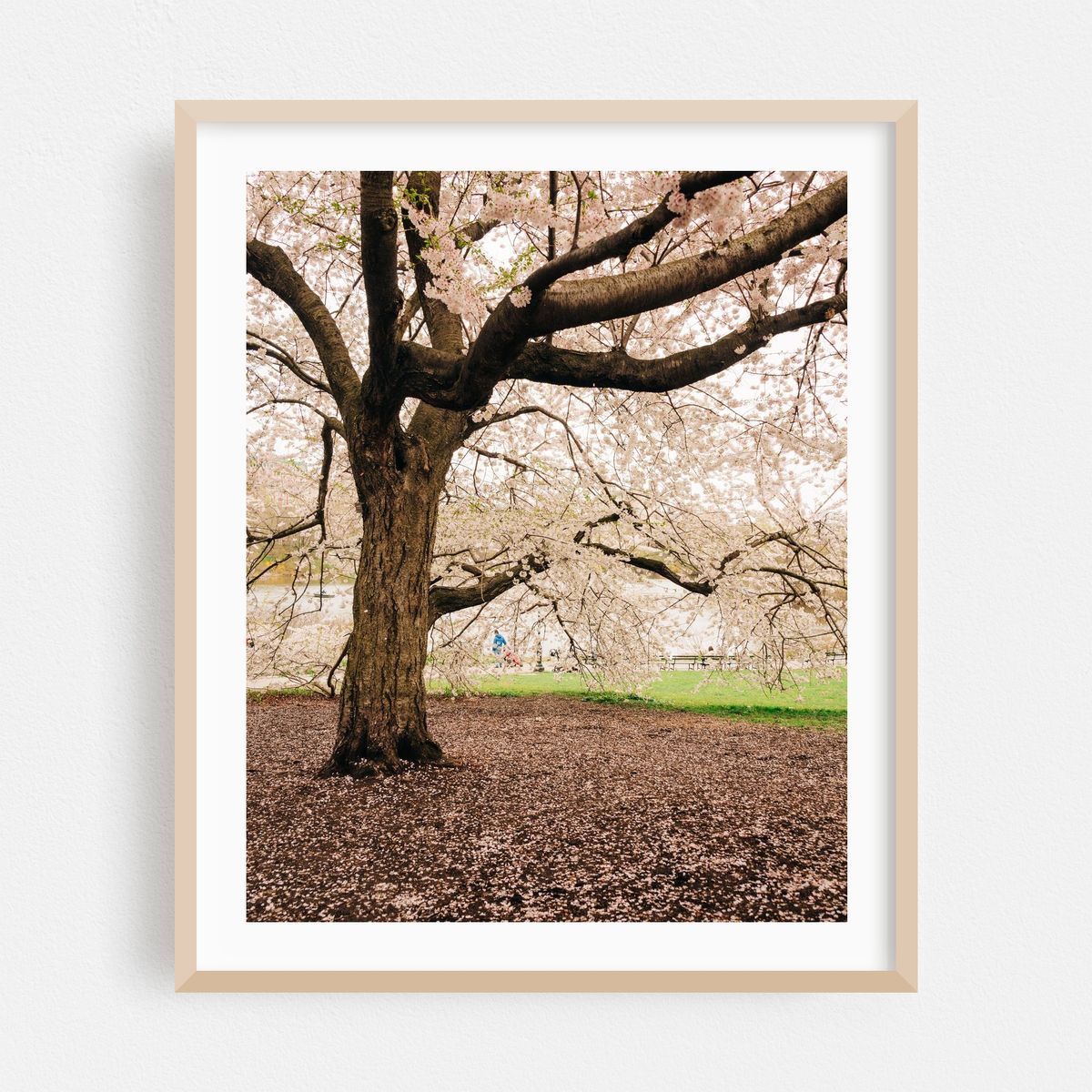 Cherry Blossoms, Central Park 05 – image 1 of 12