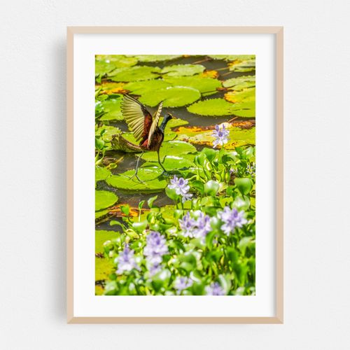 Jacana refuge