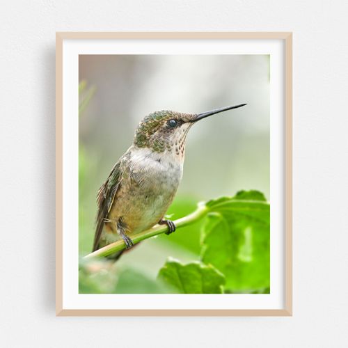 Female Ruby-Throated Hummingbird