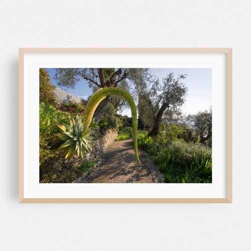 Hanbury Botanical Garden in Italy 1