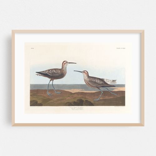 Long-legged sandpiper (1827–1838)