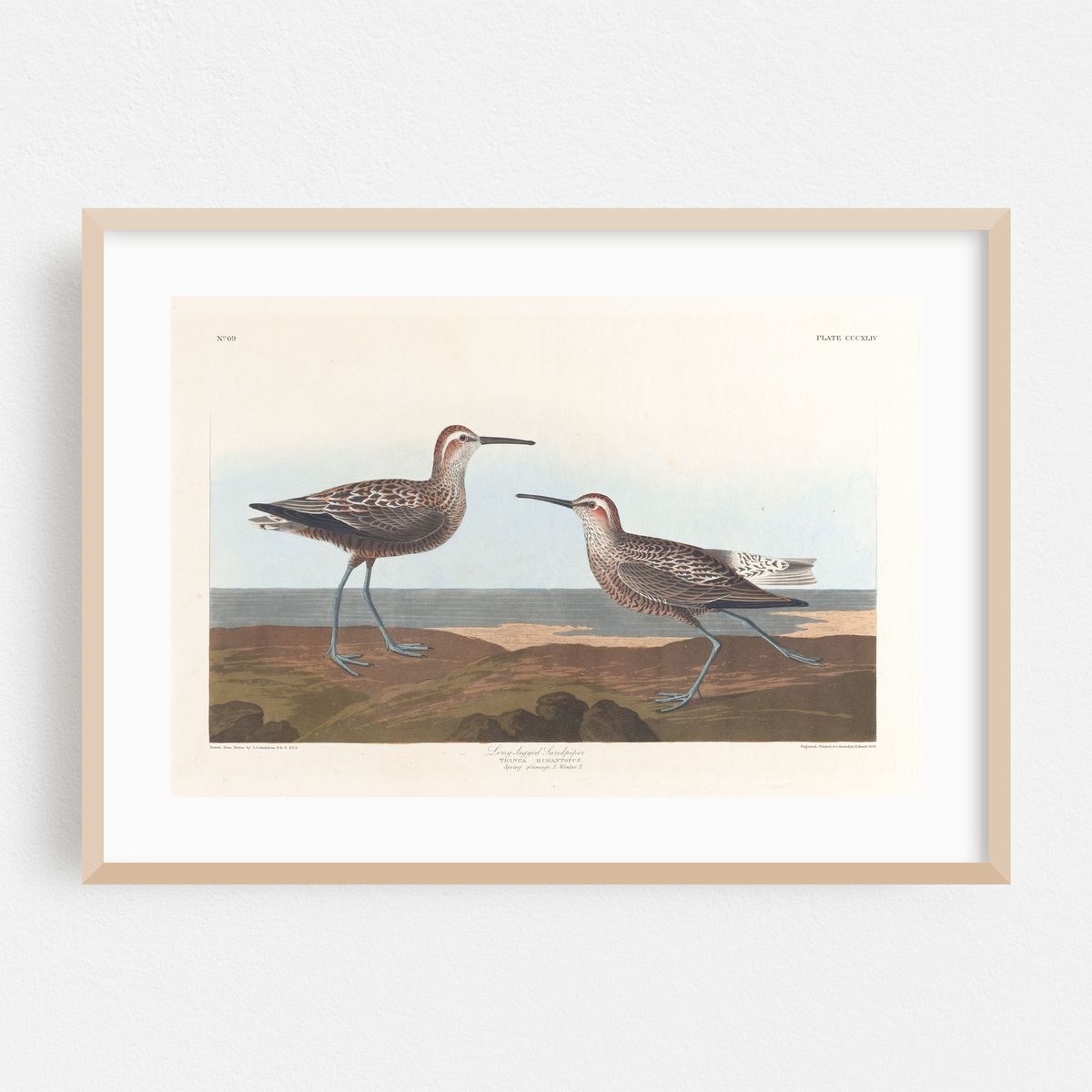 Long-legged sandpiper (1827–1838) – image 1 of 6