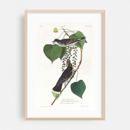 Tyrant fly-catcher (1827–1838)