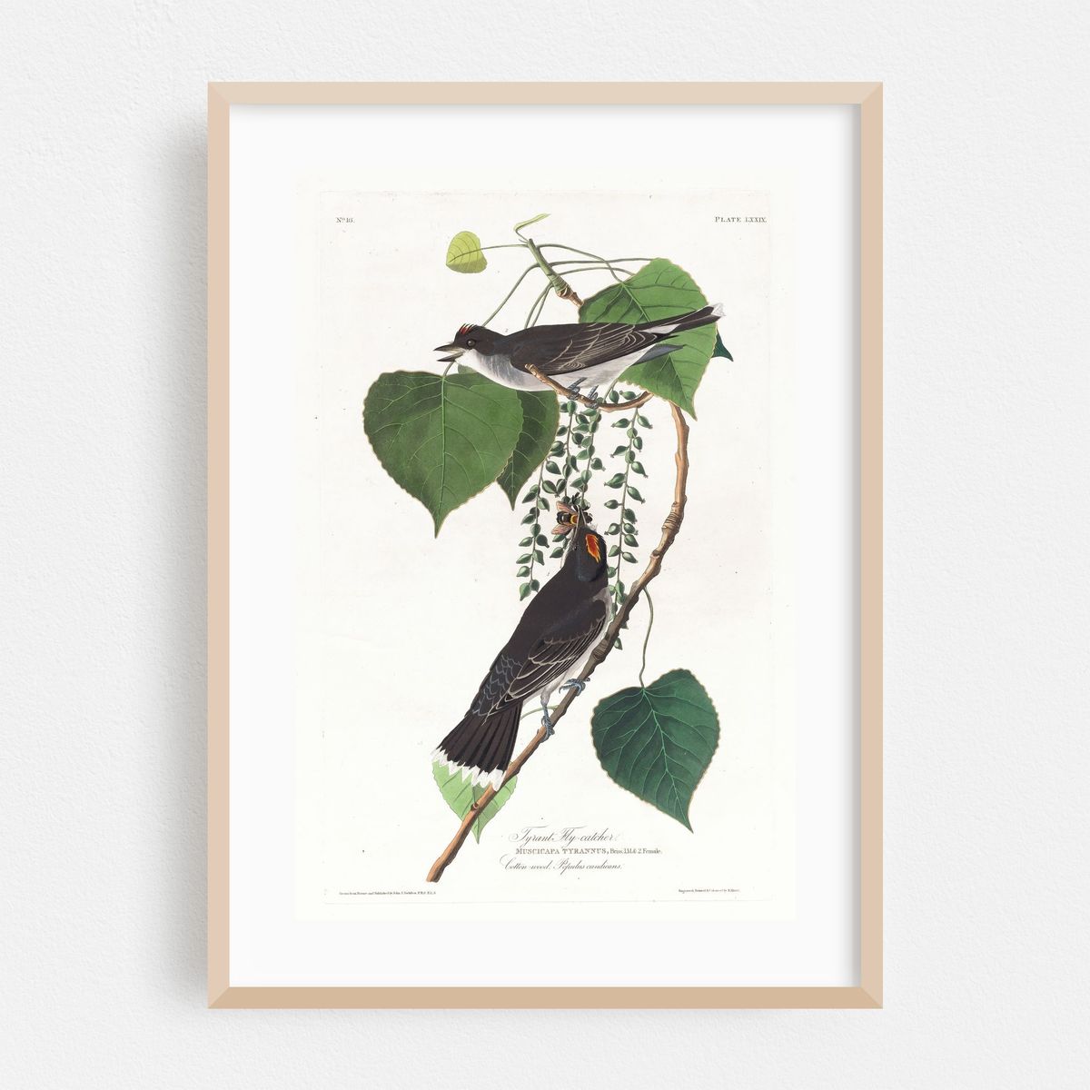 Tyrant fly-catcher (1827–1838) – image 1 of 16