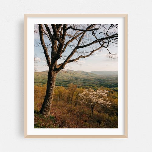 Spring on the Blue Ridge Parkway