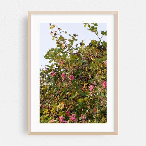 Blackberry Vines Whisper on Interstate