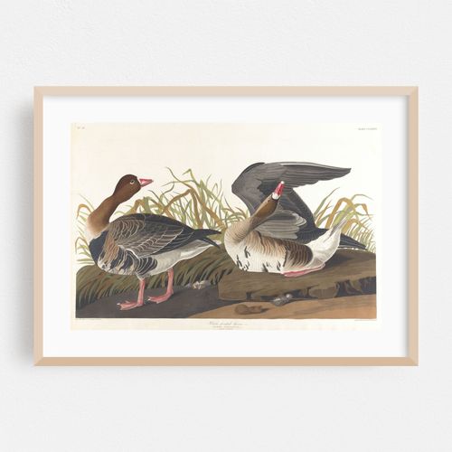White-fronted goose (1827–1838)