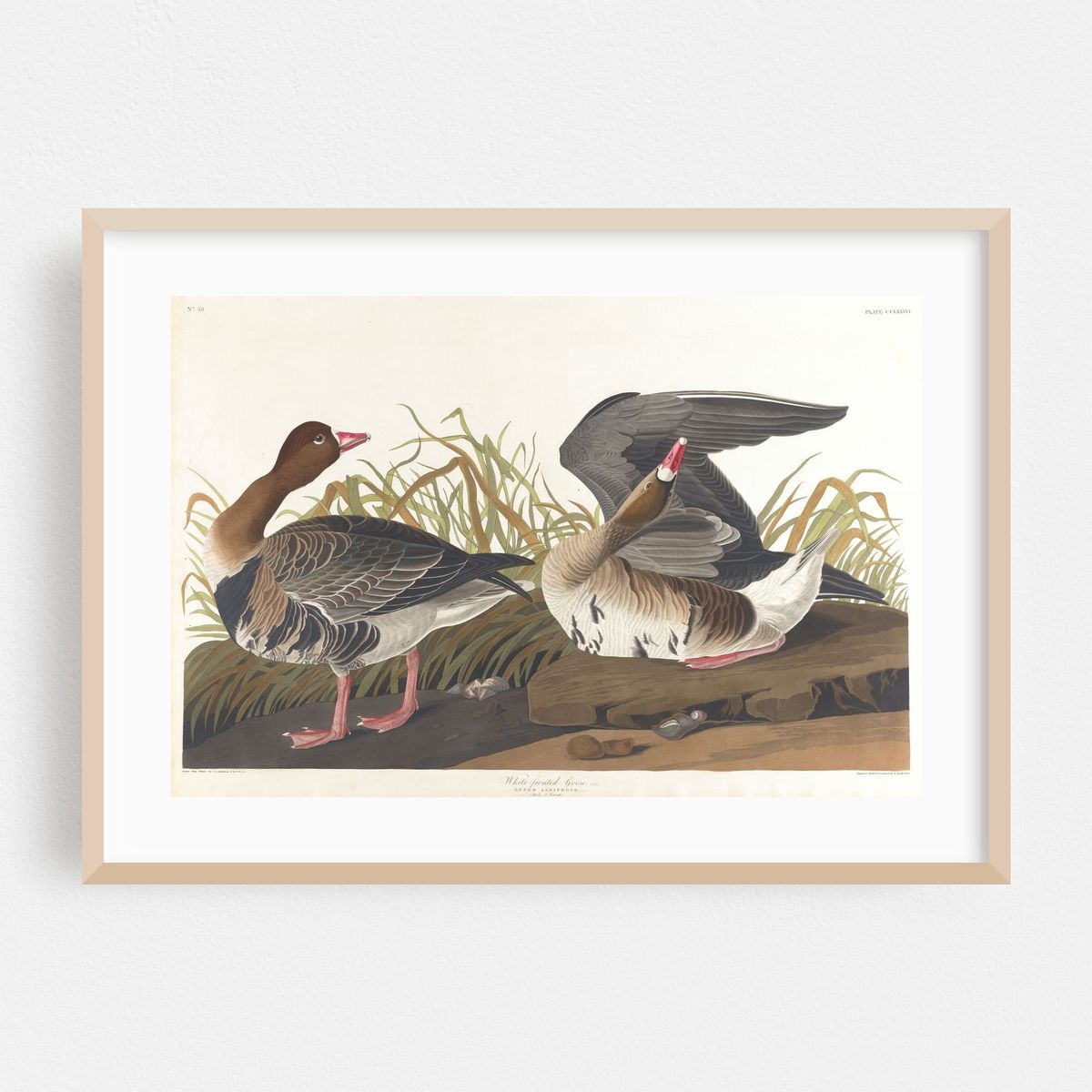 White-fronted goose (1827–1838) – image 1 of 6