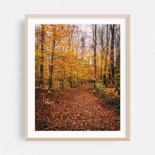 Moxie Falls Trail
