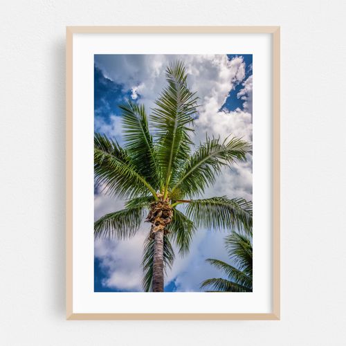 Sunshine State Palms