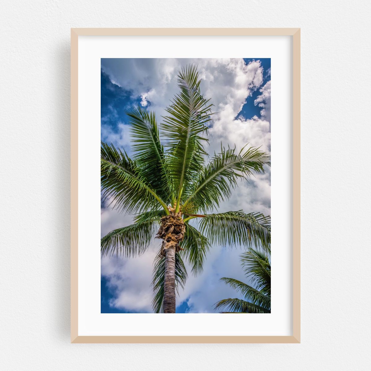 Sunshine State Palms – image 1 of 16