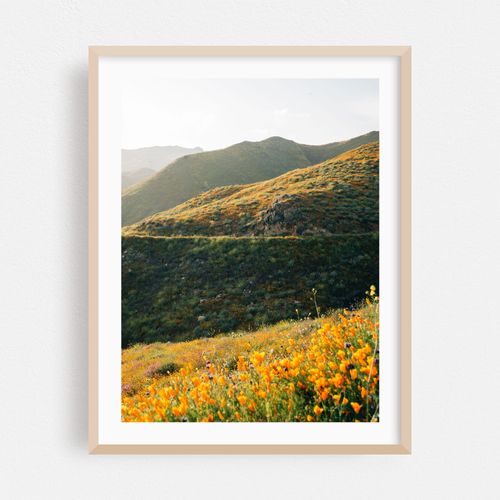 Superbloom Poppies, Lake Elsinore 07