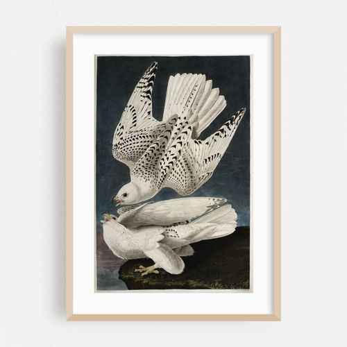 Iceland or Jer Falcon (1827-1838)