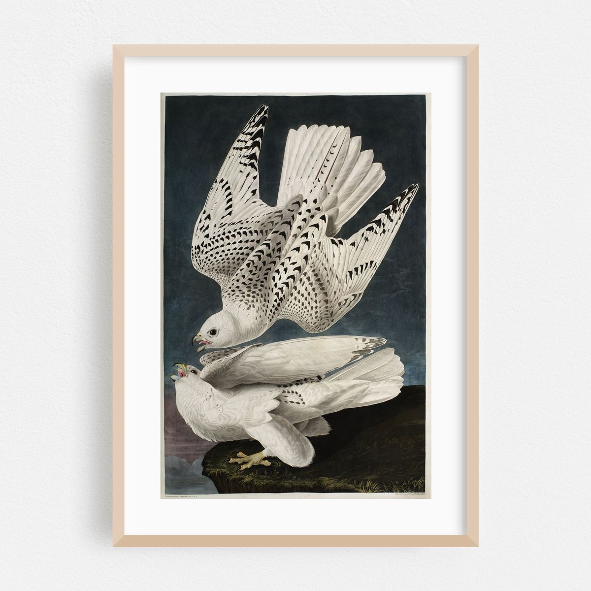 Iceland or Jer Falcon (1827-1838) – image 1 of 16