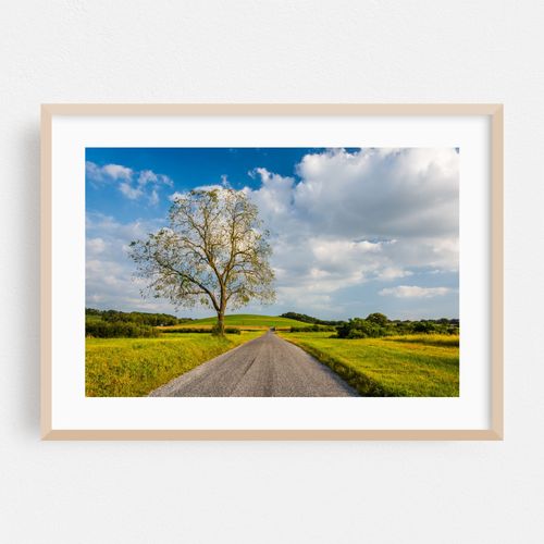 Lonely Tree, Spring Grove
