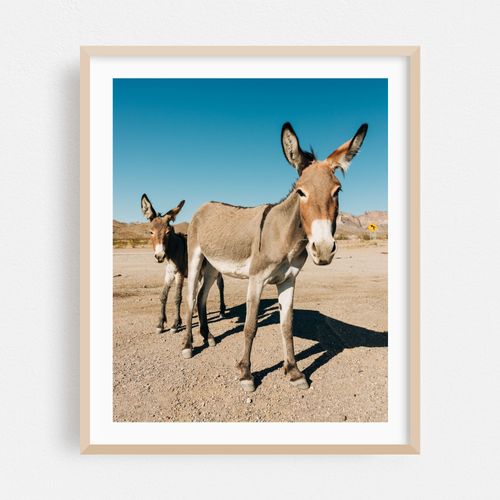 Wild Burros, Oatman 01