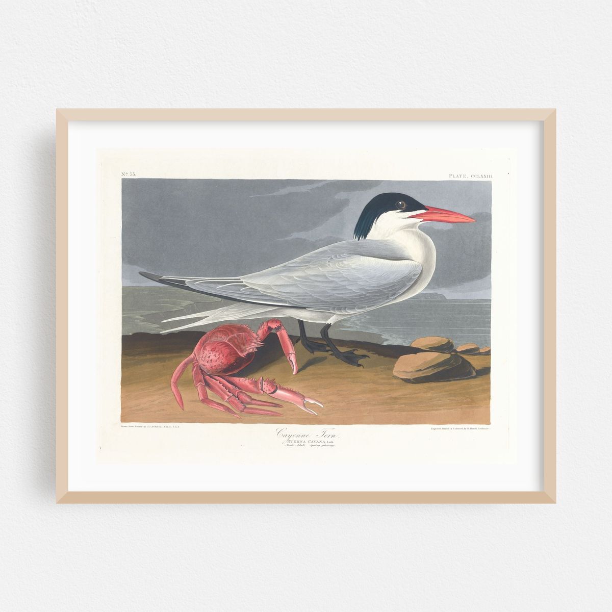 Cayenne tern (1827–1838) – image 1 of 3