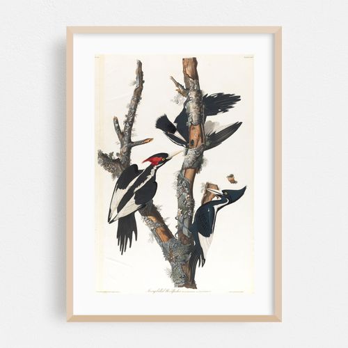 Ivory-billed woodpecker (1827–1838)