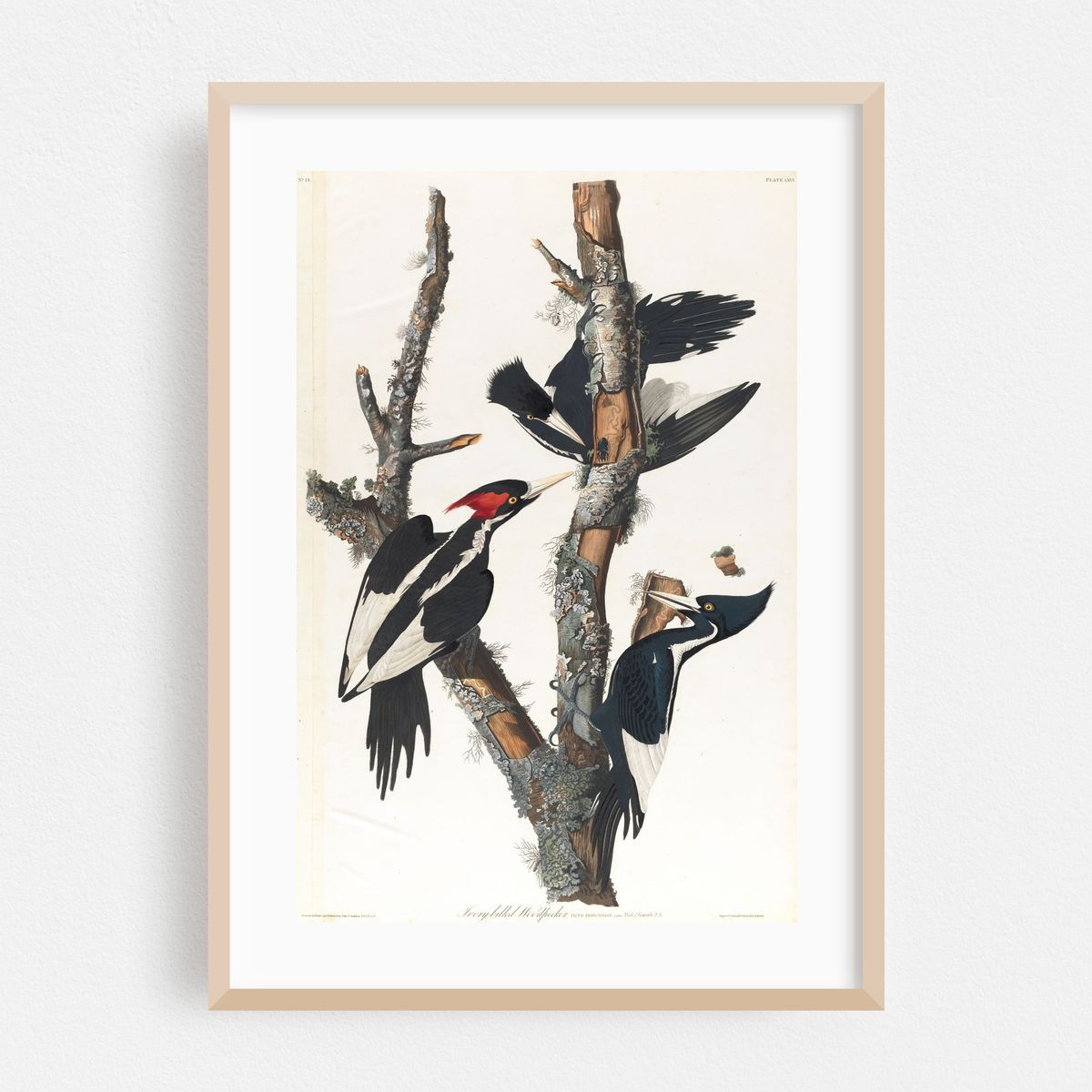 Ivory-billed woodpecker (1827–1838) – image 1 of 16