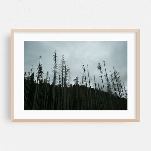 Dead Trees, Zakopane