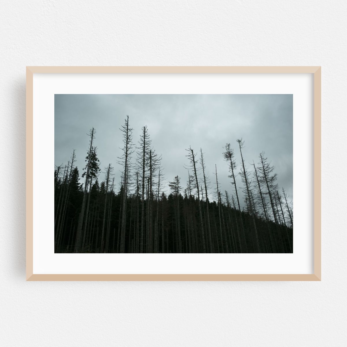 Dead Trees, Zakopane – image 1 of 6