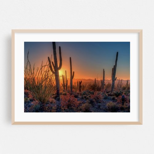 Saguaro National Park