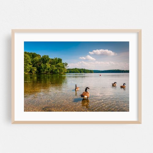 Geese in Loch Raven Reservoir